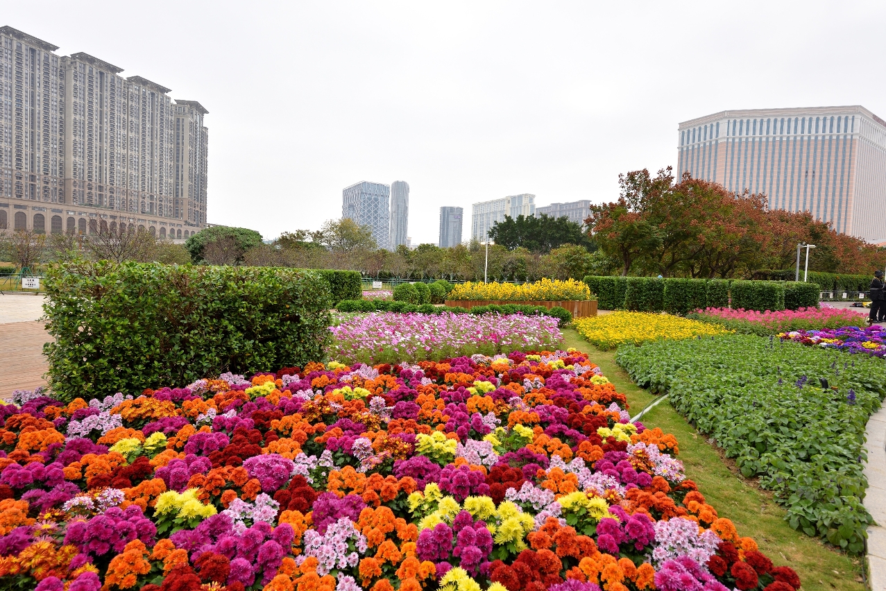 冬季花卉展周五拉开帷幕摄影及花艺比赛等系列活动欢迎参加– 澳门特别行政区政府入口网站