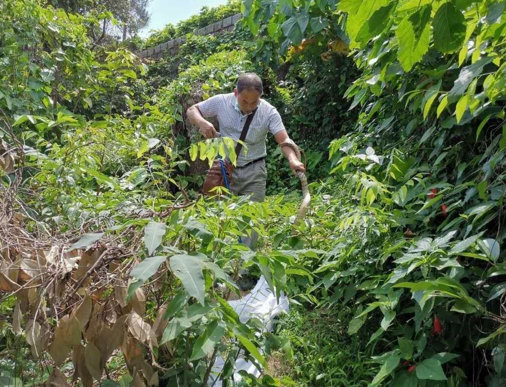 松山市政公園捕獲滑鼠蛇 澳門特別行政區政府入口網站